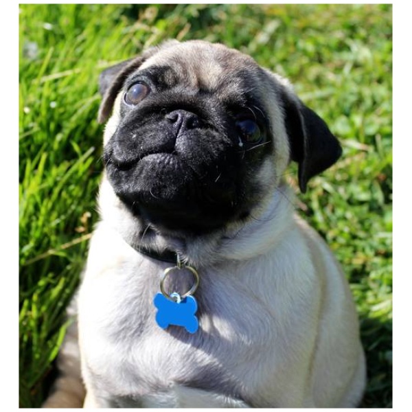 Si può avere un cane in un appartamento?