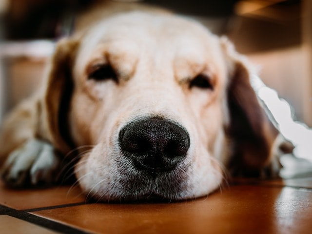 Read more about the article Hundemassage – gør det overhovedet en forskel?