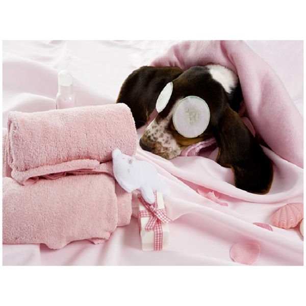 Come lavare e curare il cane con un buon shampoo per cani