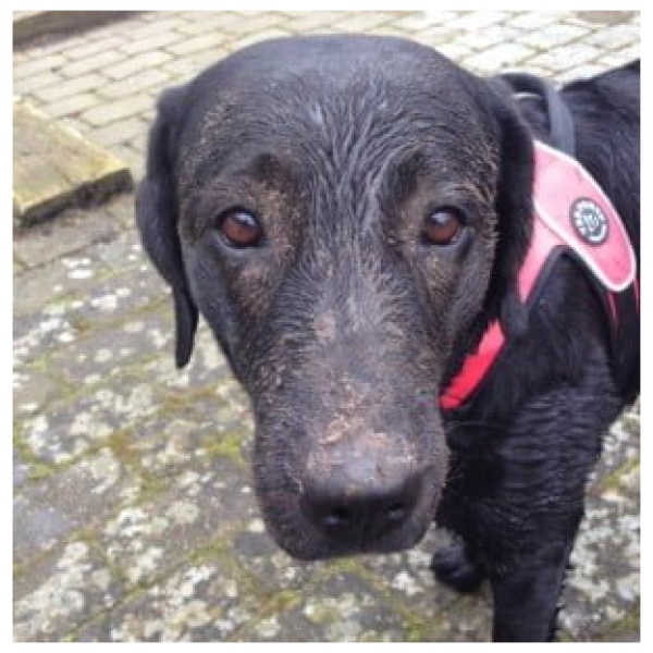 En våd og beskidt hund