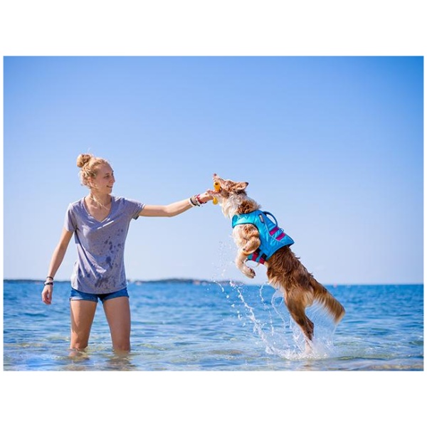 Read more about the article Når du tager din hund med på stranden