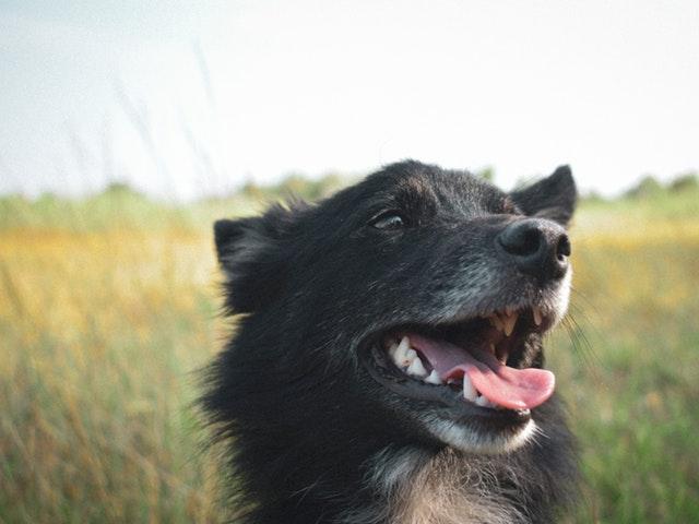 Read more about the article Dette kan give din hund forgiftning