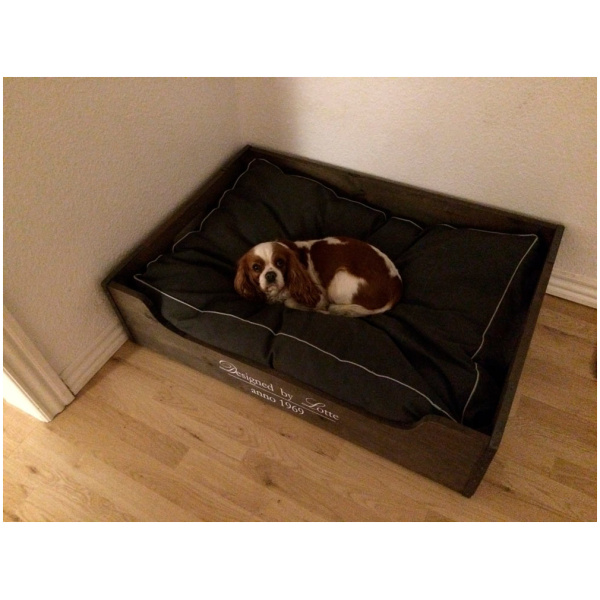 Un cane sotto anestesia per la prima volta