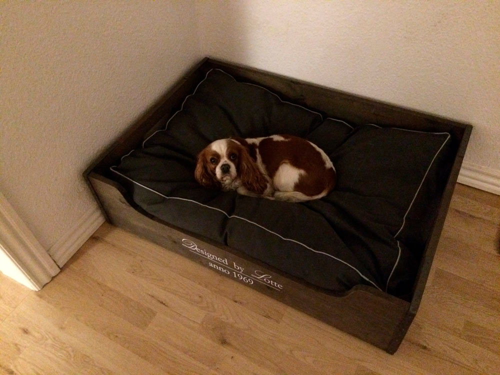 Read more about the article En hund i narkose for aller første gang