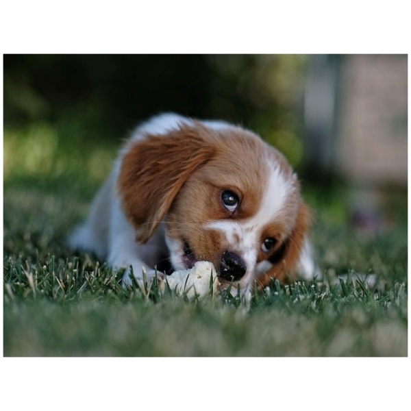 Hvorfor vælge de naturlige tyggeben?