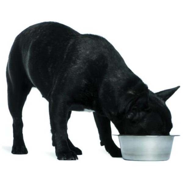 Når din hund spiser for hurtigt