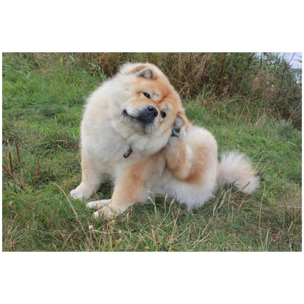 Minimere risikoen for flåter hos både dig selv og din hund