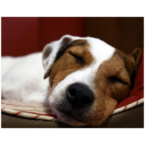 Hjælp din hund til et godt besøg hos dyrlægen