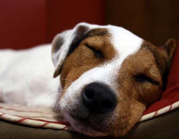 Read more about the article Hjælp din hund til et godt besøg hos dyrlægen