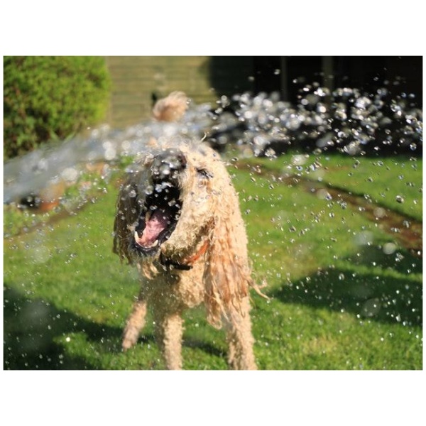 6 Tips: Sådan hjælper du din hund med at holde sommervarmen ud