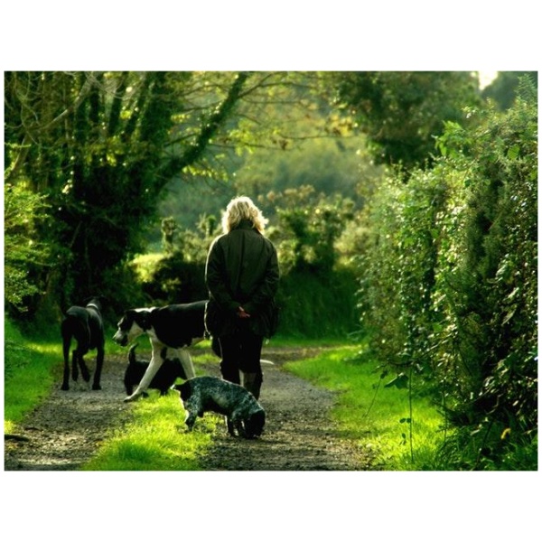 Hundepflege – wo sollten meine Hunde gepflegt werden?