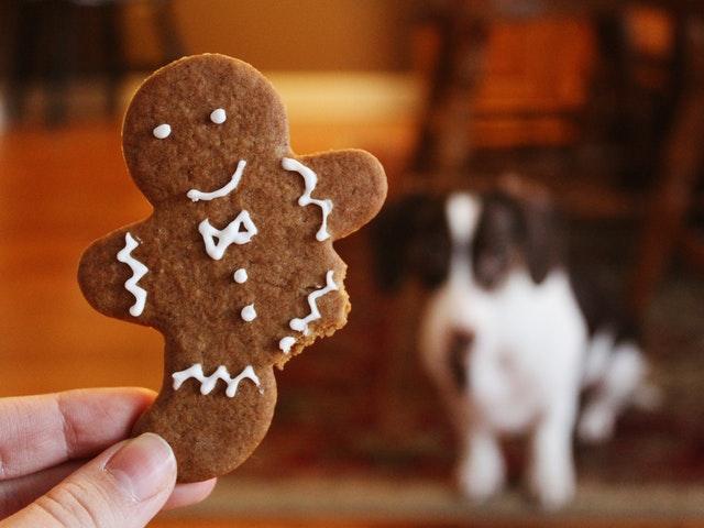 Read more about the article HVAD MON EN DYRLÆGEREGNING LYDER PÅ JULEDAG?