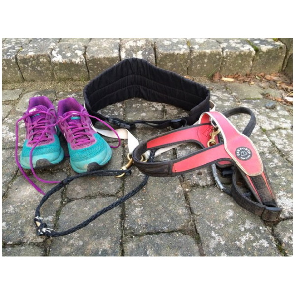 Lasciate che il vostro cane sia il vostro compagno di corsa