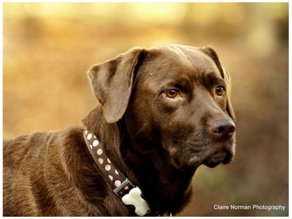 Red Dingo halsbånd, pink spot