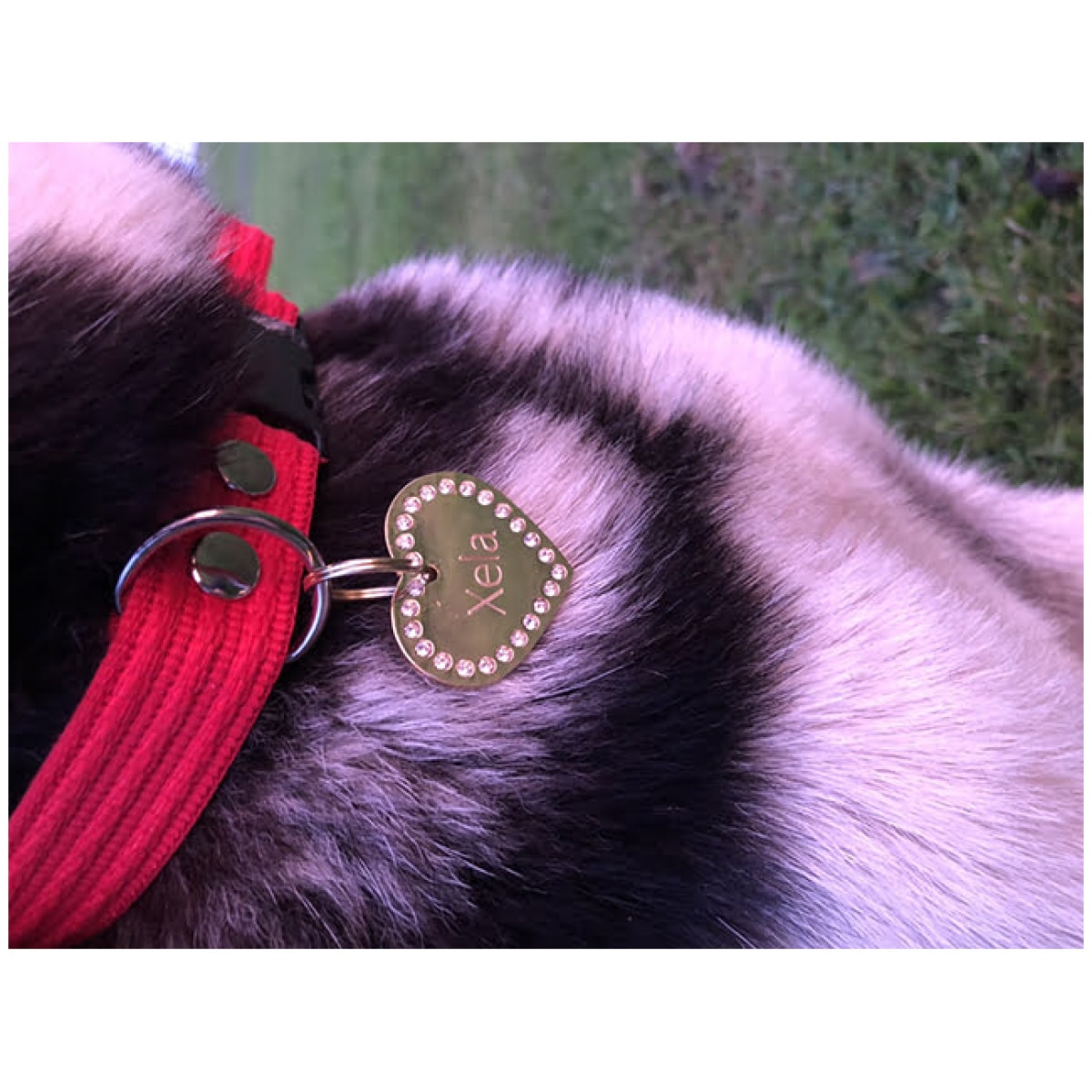 Collare Fenriz, rosso - immagine 7