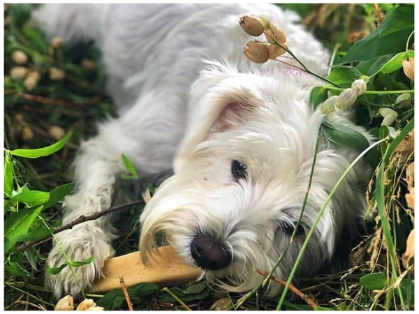 Tikki Himalaya Snack