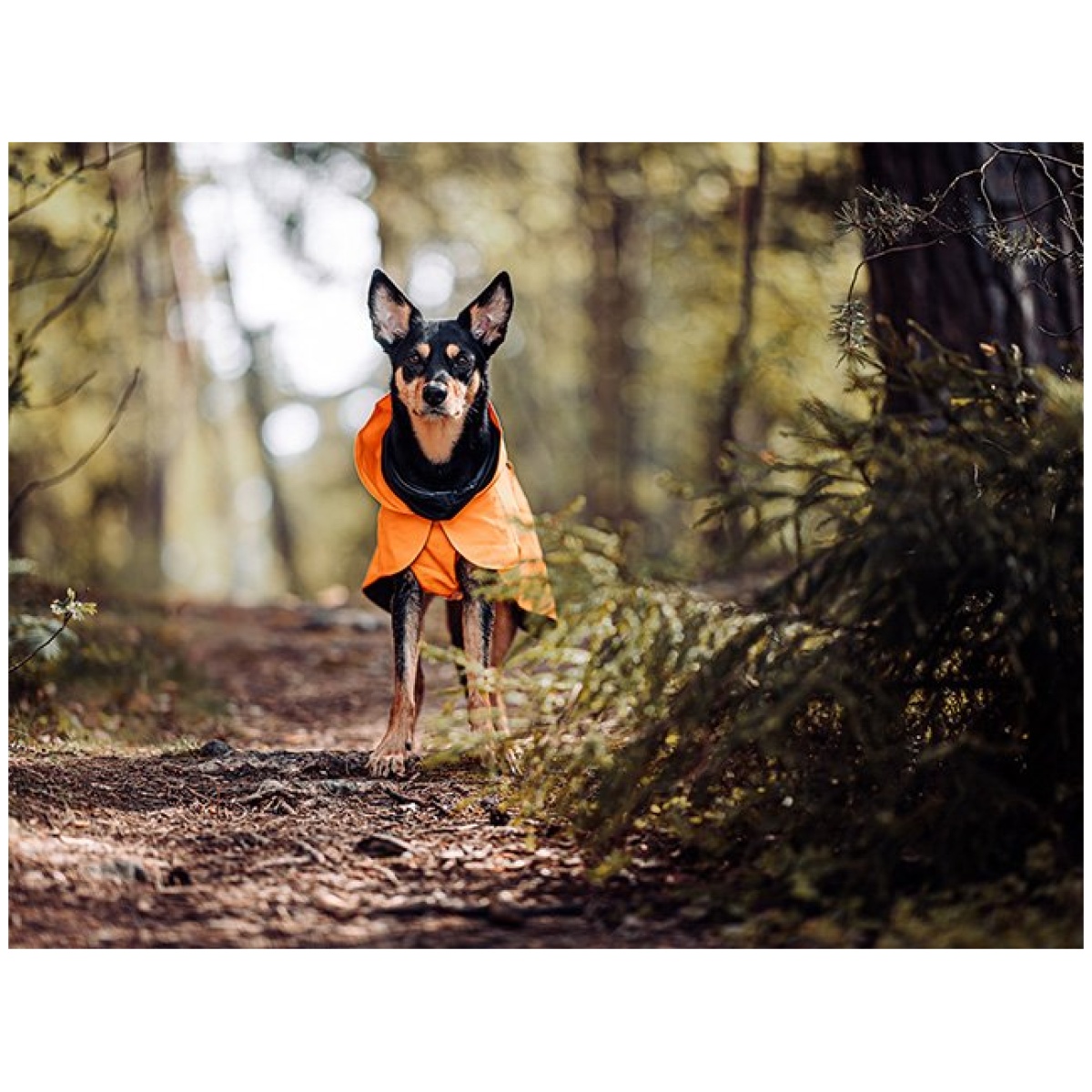 Paikka Recovery regnfrakke, orange - Billede 15