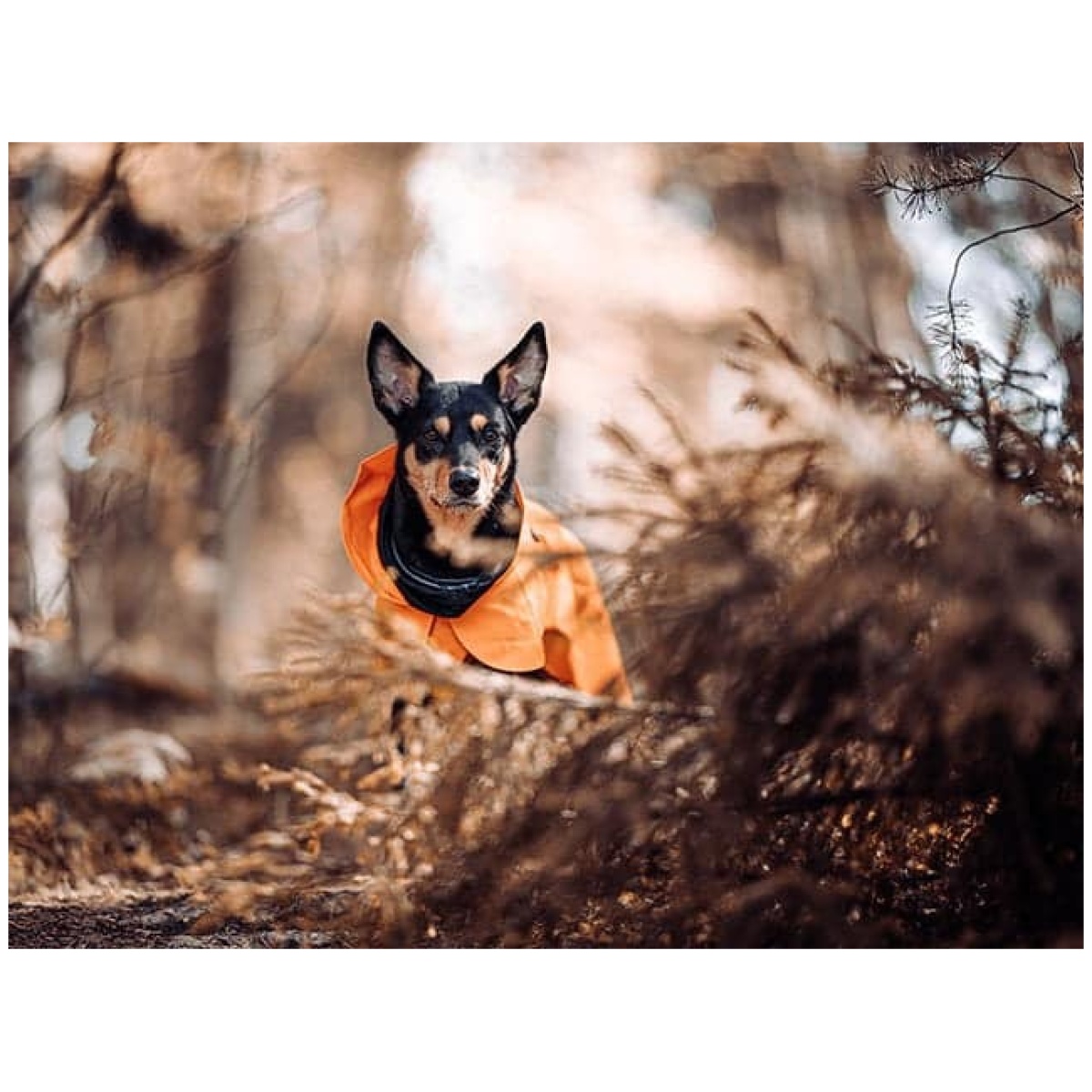 Paikka Recovery regnfrakke, orange - Billede 14