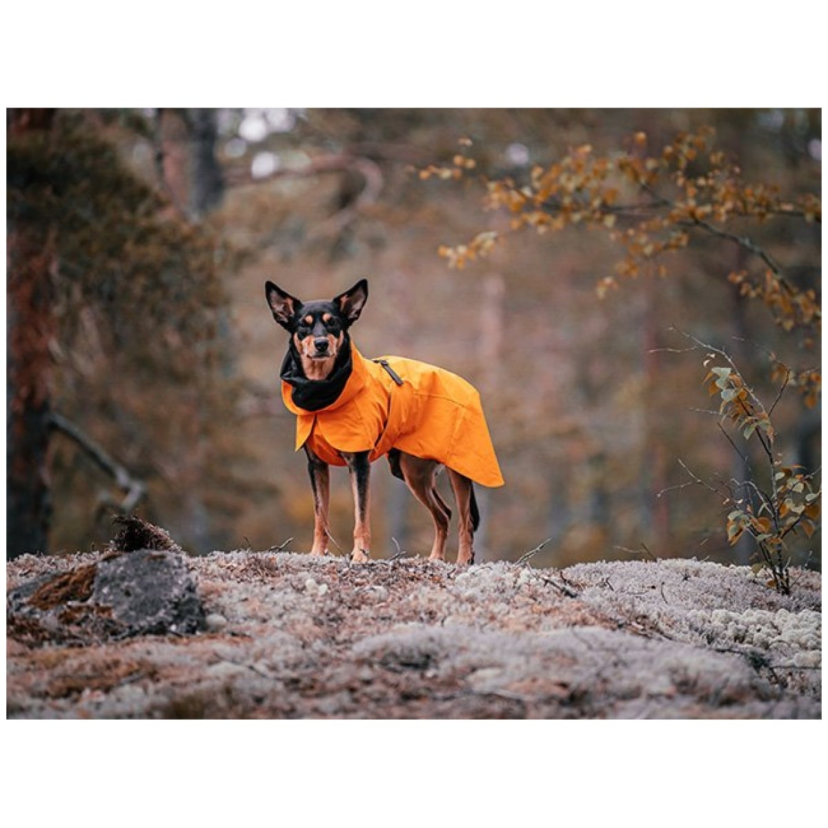 Paikka Recovery regnfrakke, orange - Billede 11