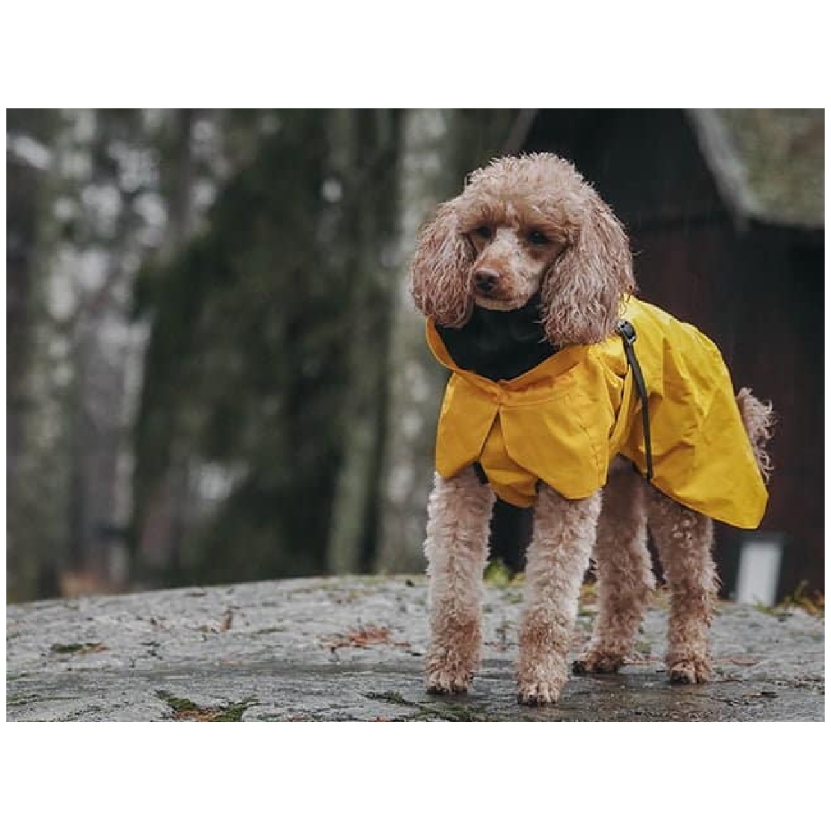 Paikka Visibility regnfrakke, gul - Billede 14
