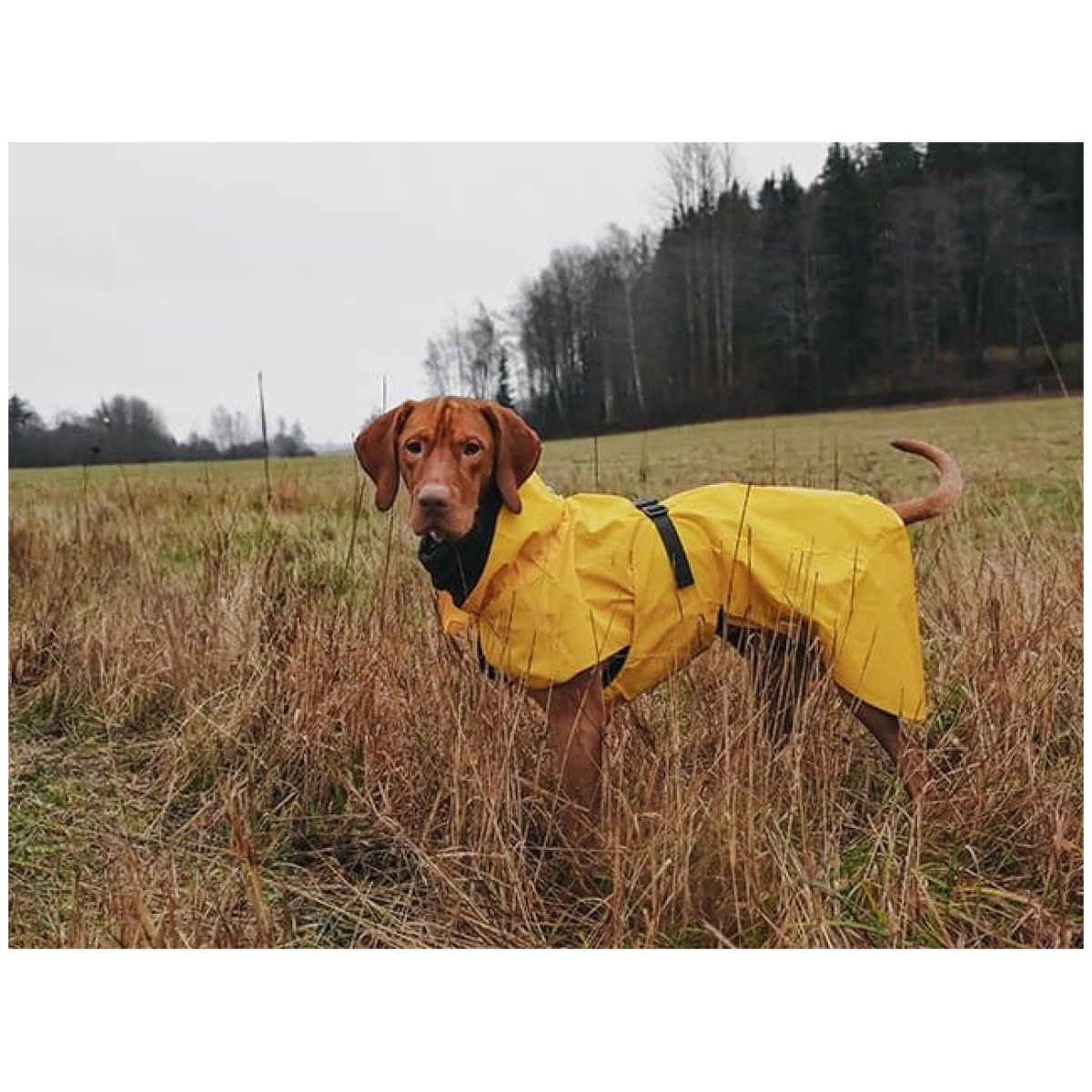 Paikka Visibility regnfrakke, gul - Billede 10