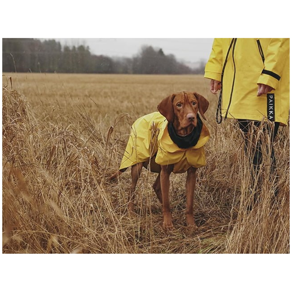 Paikka Visibility regnfrakke, gul - Billede 11