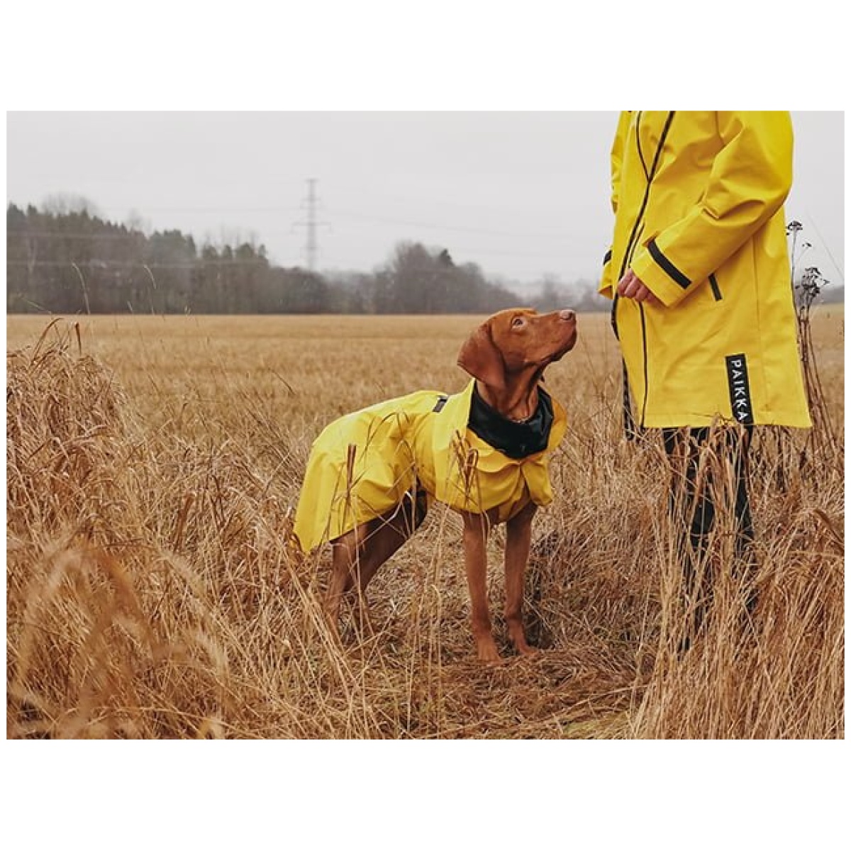 Paikka Visibility regnfrakke, gul - Billede 12