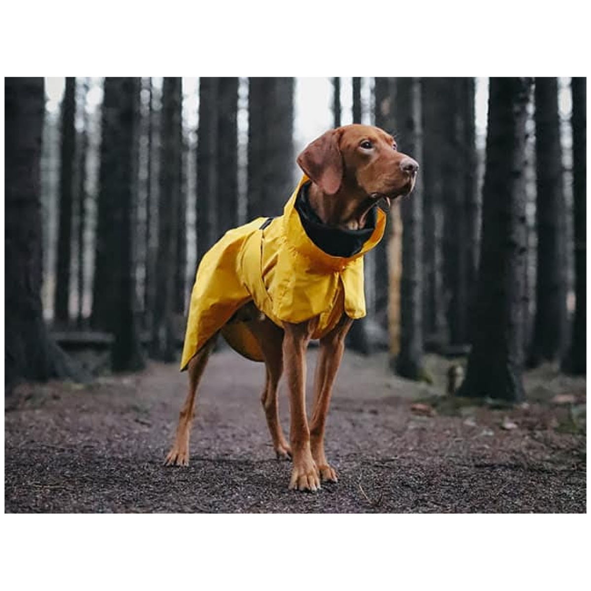 Paikka Visibility regnfrakke, gul - Billede 13
