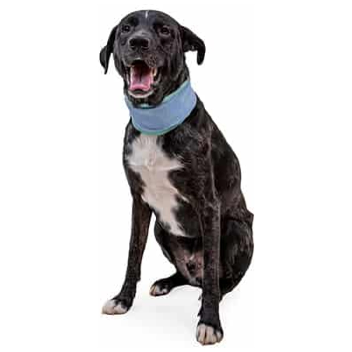 Ruffwear Swamp Cooler Neck Gaiter, Aurora Teal/Heliotrope Purple - Billede 6