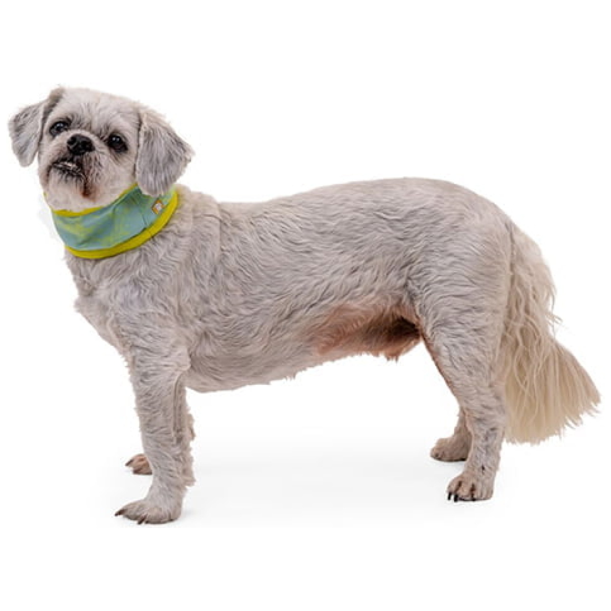 Ruffwear Swamp Cooler Neck Gaiter, Aurora Teal/Heliotrope Purple - Billede 7