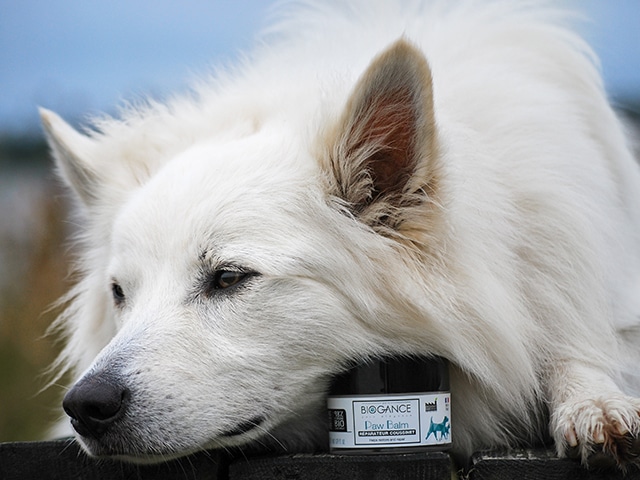 You are currently viewing Pas på poterne