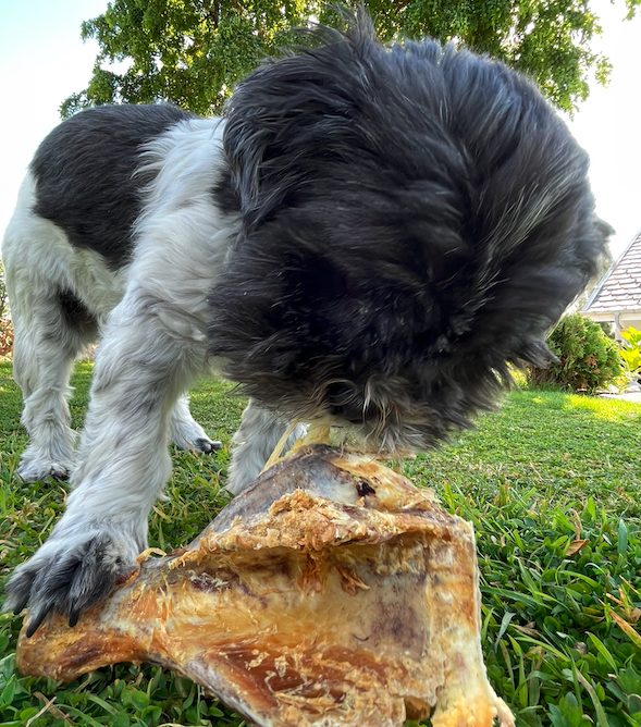 Read more about the article Vælg beklædning til din hund med omhu