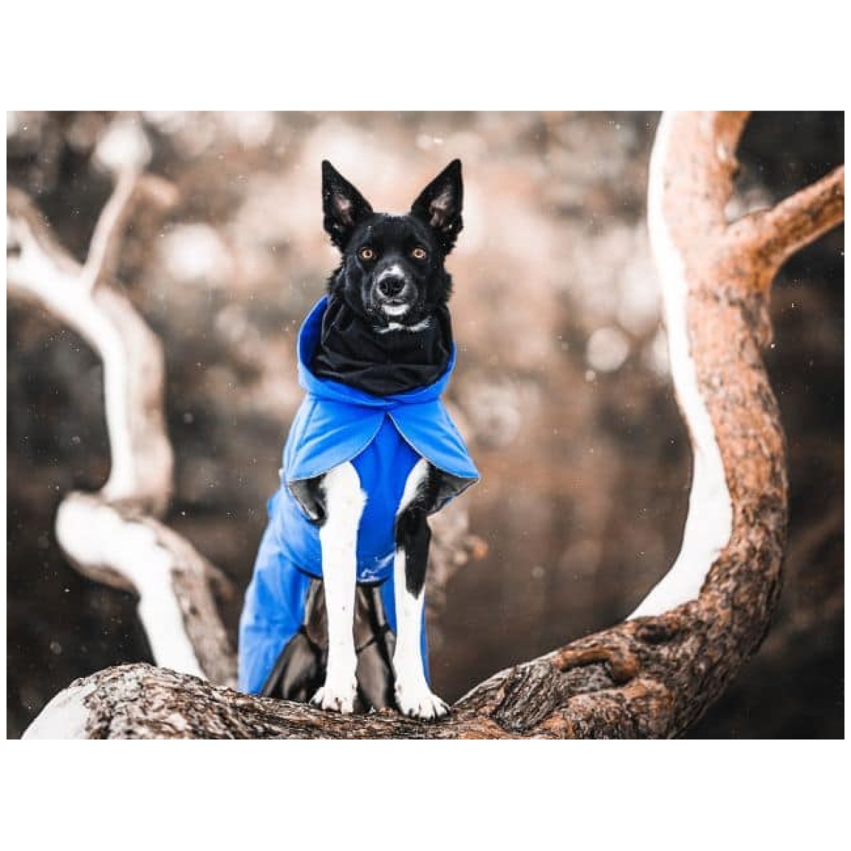 Paikka Recovery vinterfrakke, indigo - Billede 7