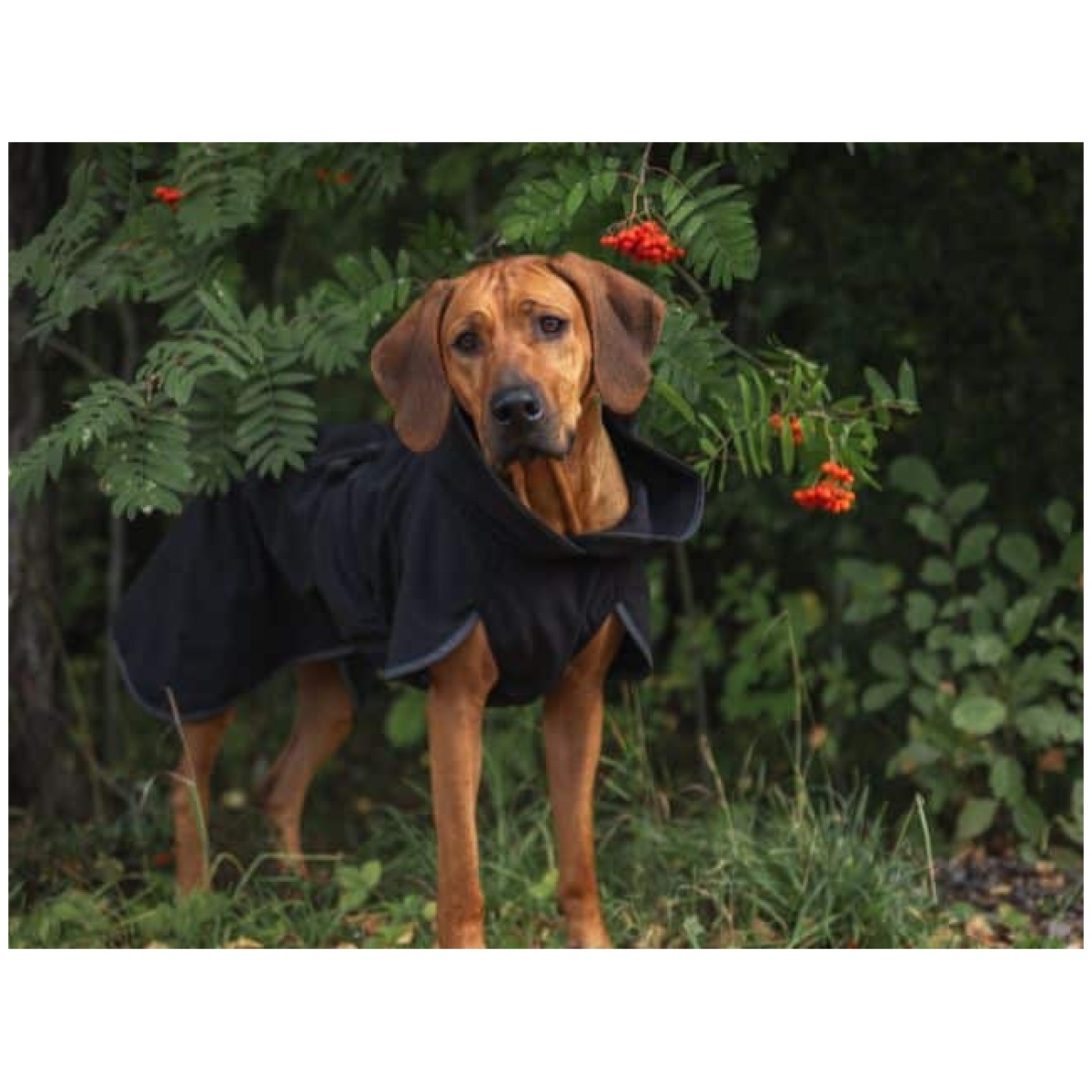 Paikka Recovery Softshell Jakke, sort - Billede 7